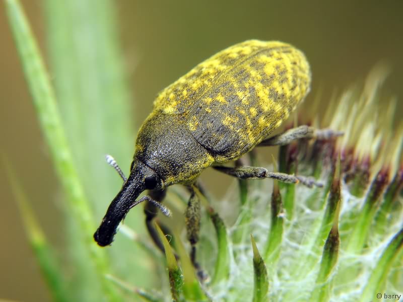 Larinus (Phyllonomeus) sturnus (Schaller, 1873)